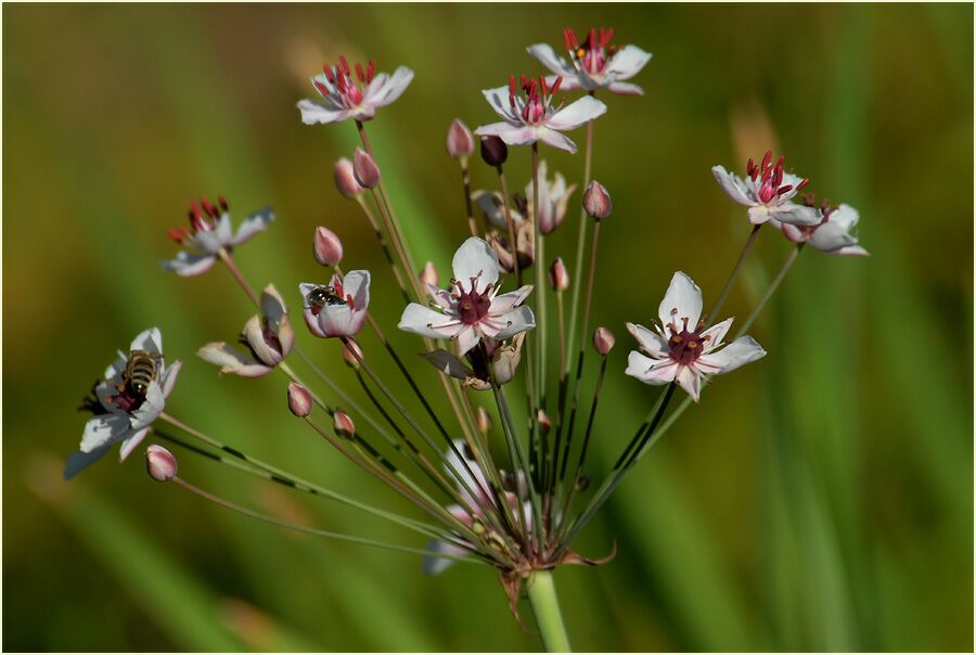 Schwanenblume (Butomus umbellatus)