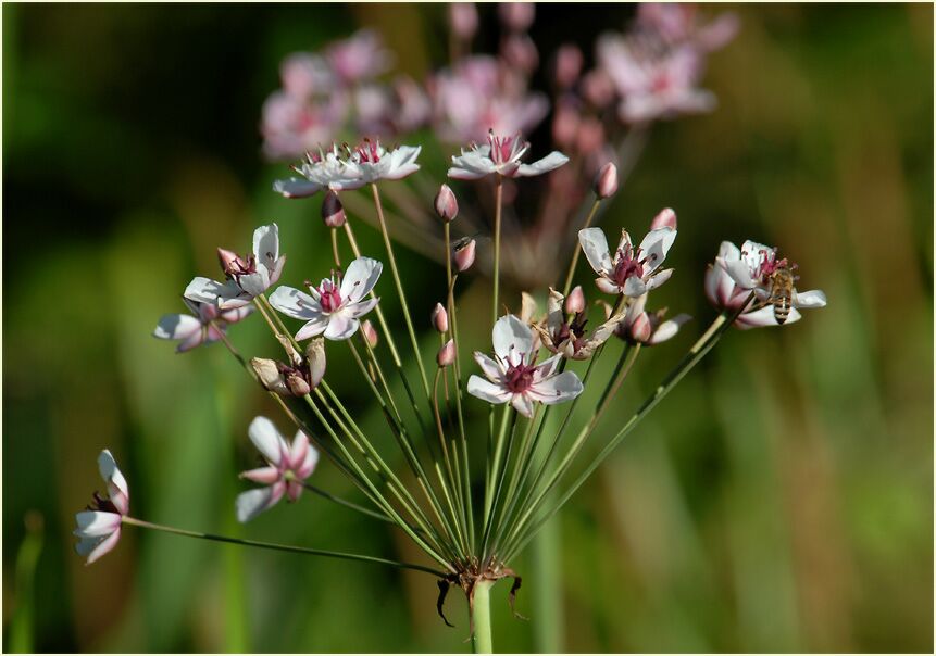 Schwanenblume (Butomus umbellatus)