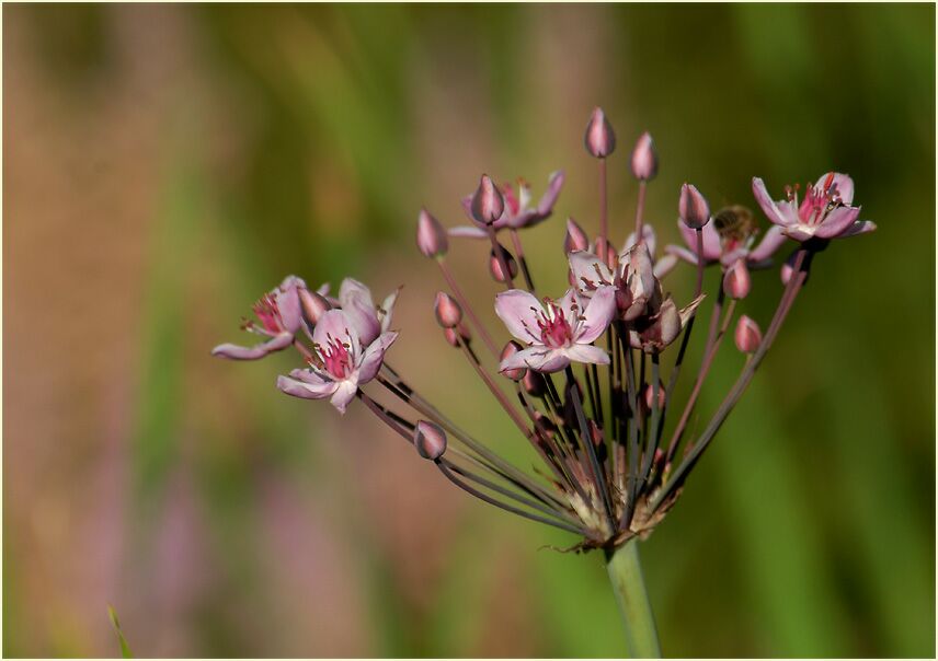 Schwanenblume (Butomus umbellatus)