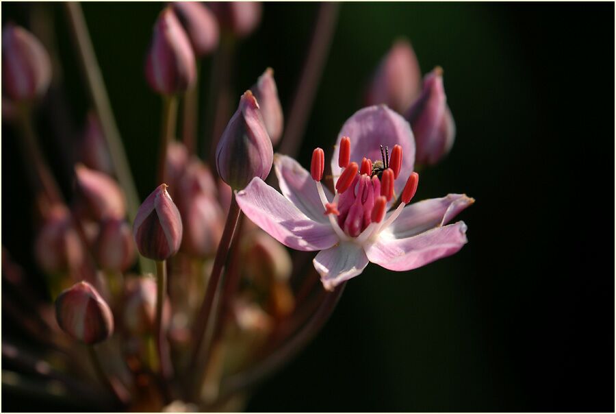 Schwanenblume (Butomus umbellatus)