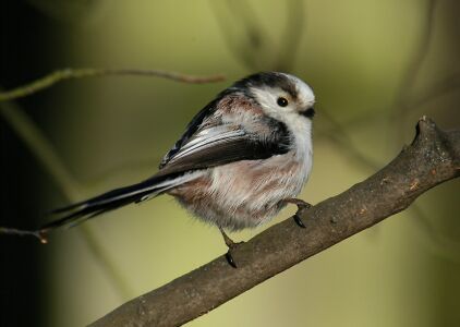 vergr&ouml;&szlig;ern