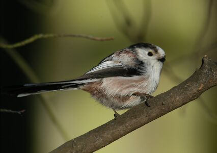 vergr&ouml;&szlig;ern