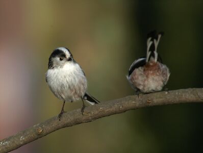 vergr&ouml;&szlig;ern