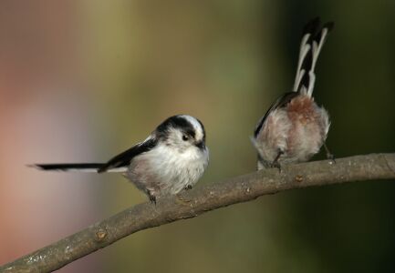 vergr&ouml;&szlig;ern