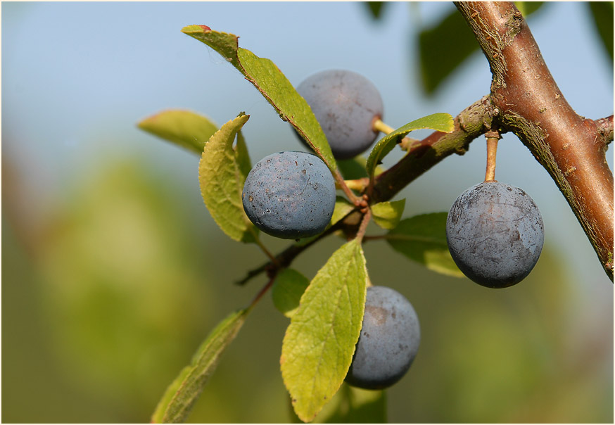 Schwarzdorn (Prunus spinosa)