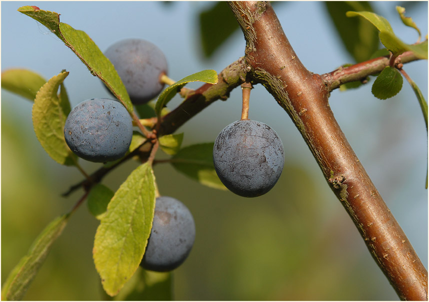 Schwarzdorn (Prunus spinosa)