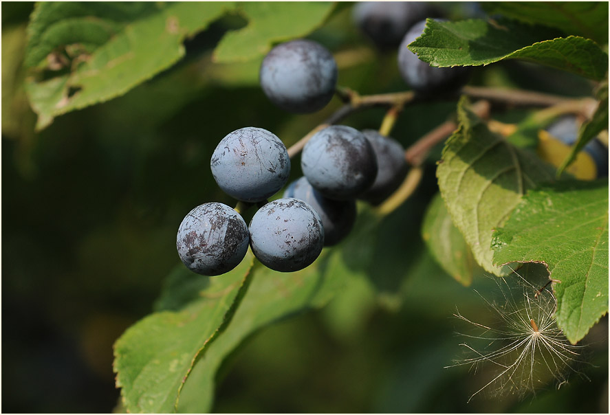 Schwarzdorn (Prunus spinosa)