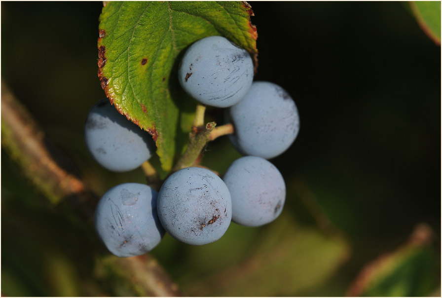 Schwarzdorn (Prunus spinosa)