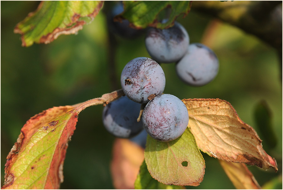 Schwarzdorn (Prunus spinosa)