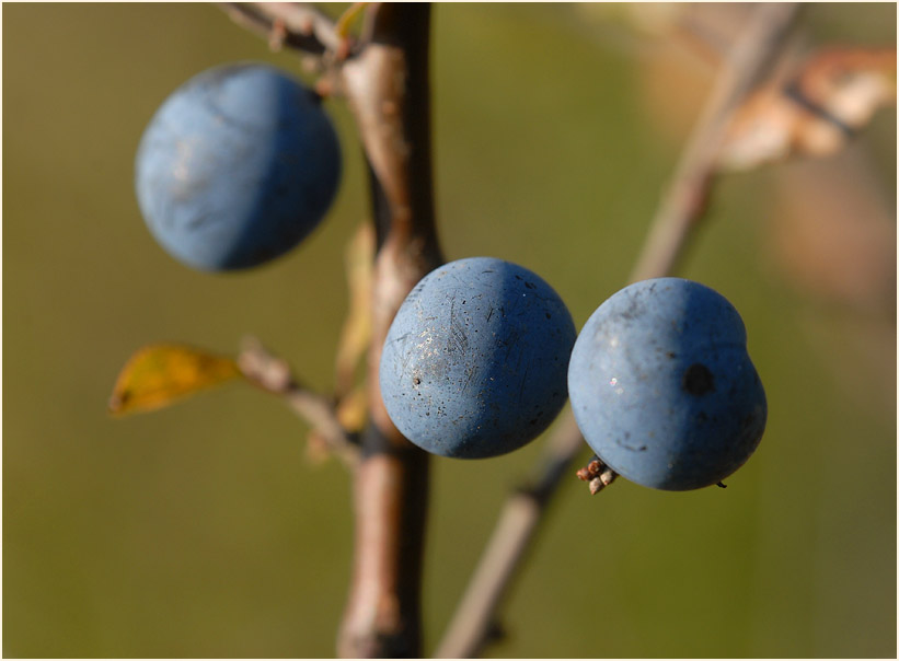 Schwarzdorn (Prunus spinosa)