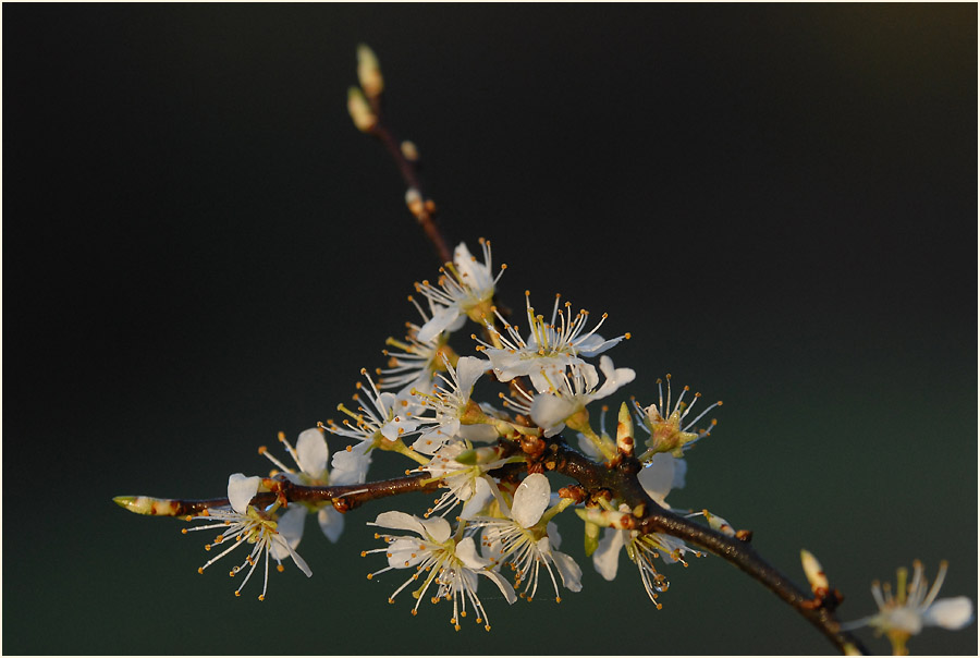 Schwarzdorn (Prunus spinosa)