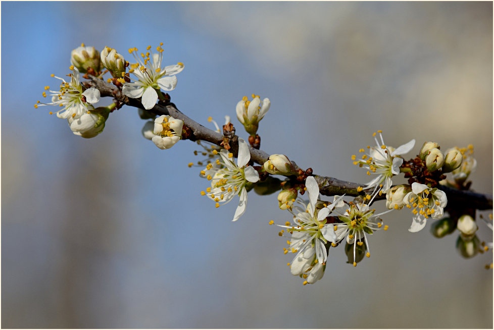 Schwarzdorn (Prunus spinosa)