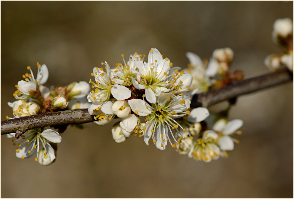 Schwarzdorn (Prunus spinosa)