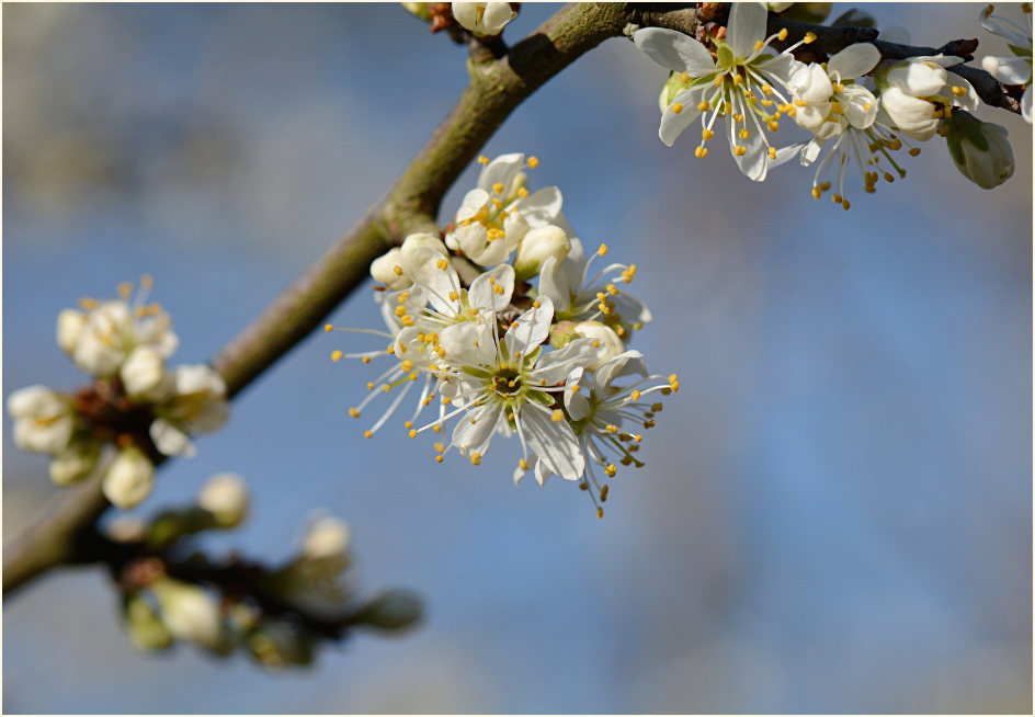 Schwarzdorn (Prunus spinosa)