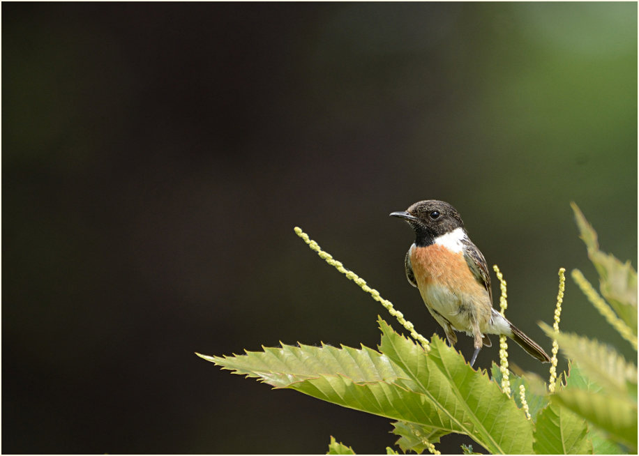 Schwarzkehlchenweibchen