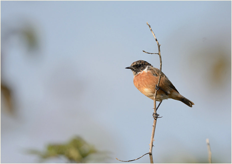 Schwarzkehlchenmännchen