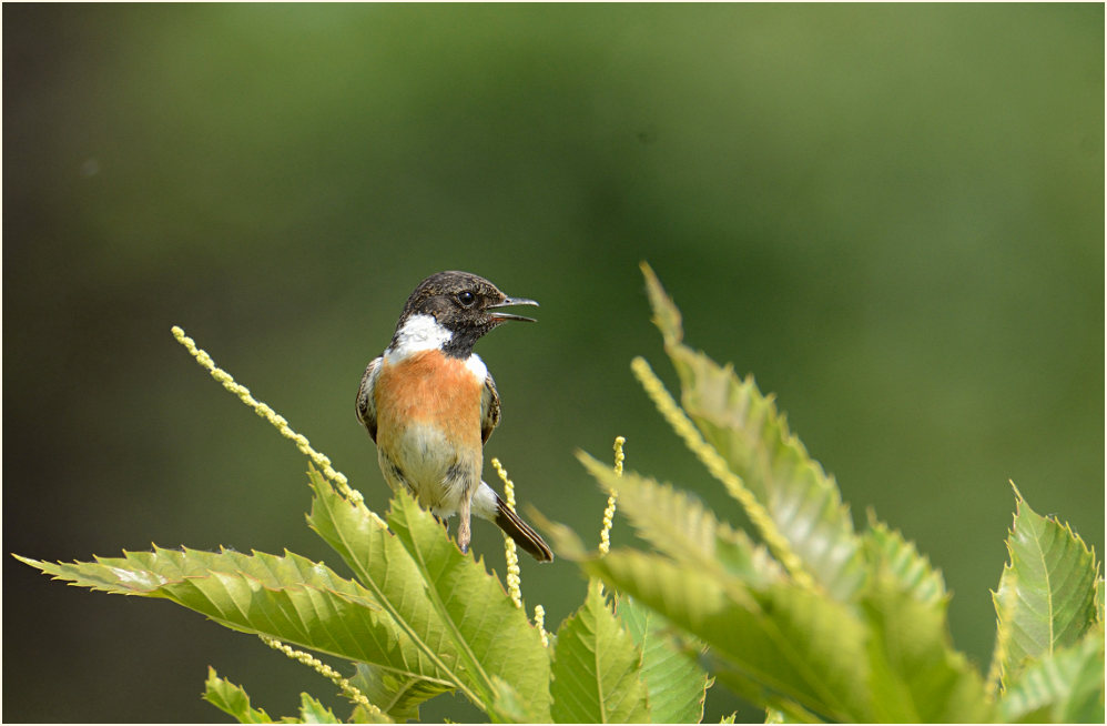 Schwarzkehlchenmännchen