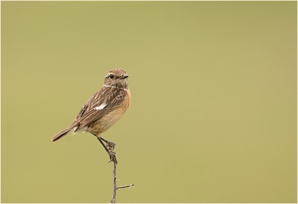 Schwarzkehlchenweibchen