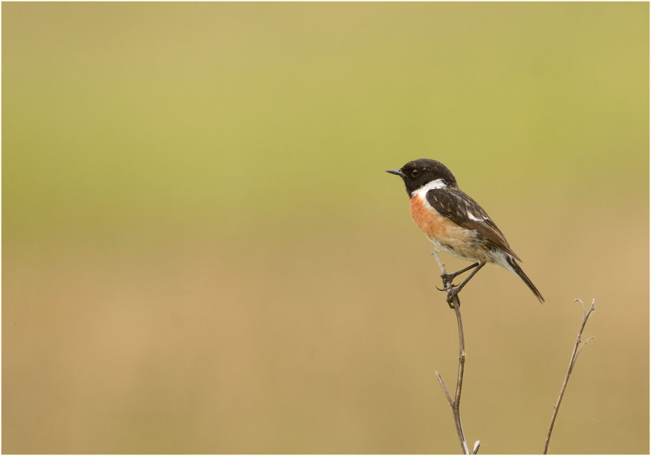 Schwarzkehlchenmännchen