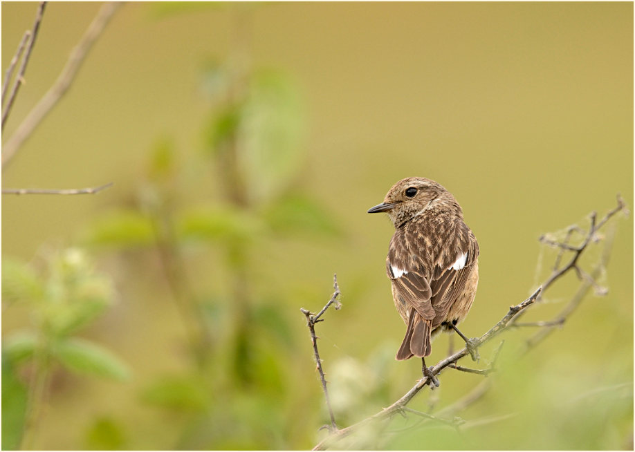 Schwarzkehlchenweibchen