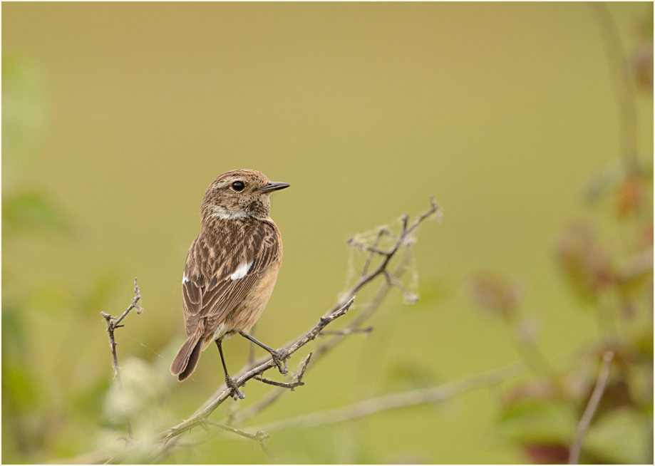 Schwarzkehlchenweibchen