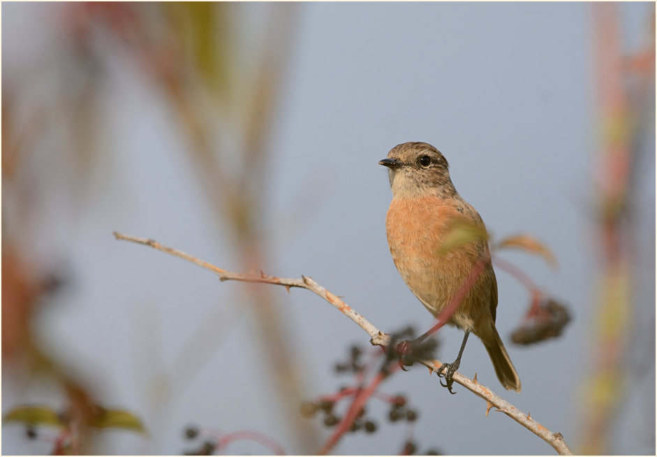 Schwarzkehlchenweibchen