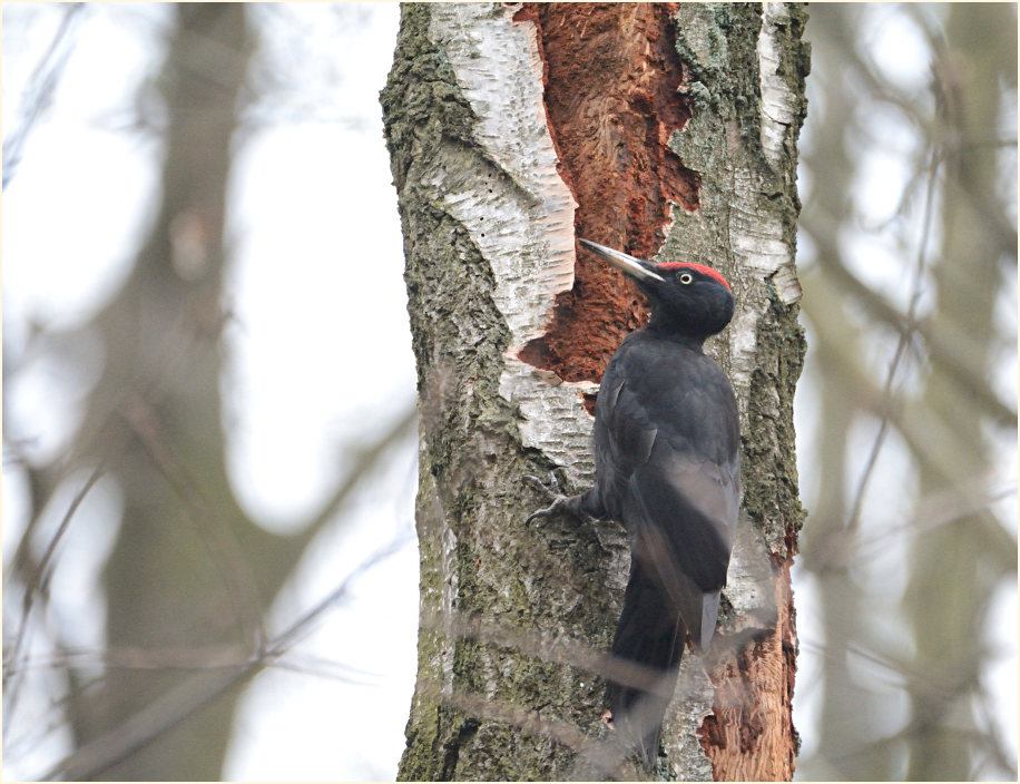 Schwarzspecht