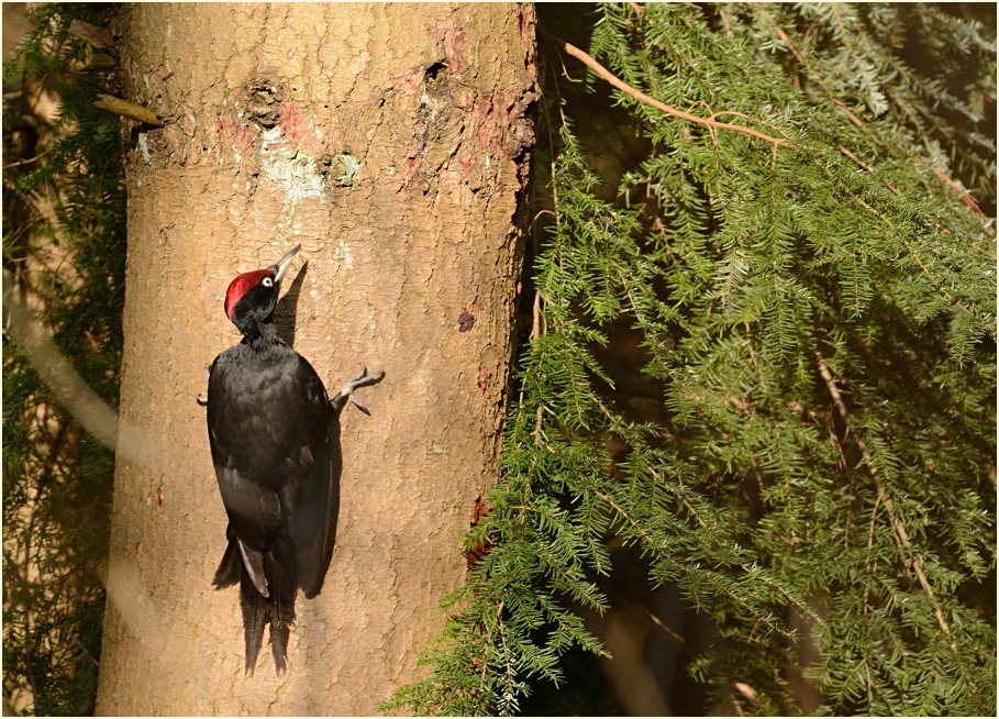 Schwarzspecht
