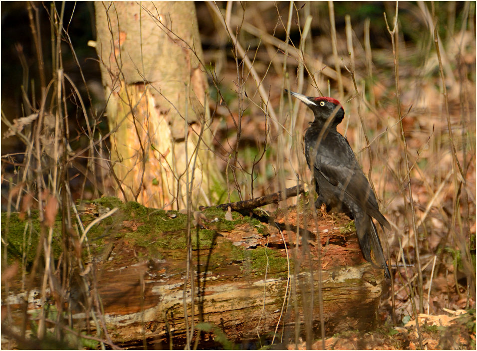 Schwarzspecht