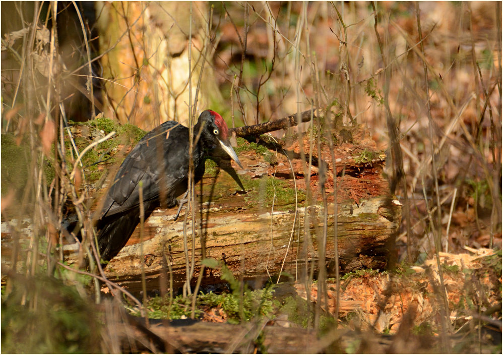 Schwarzspecht