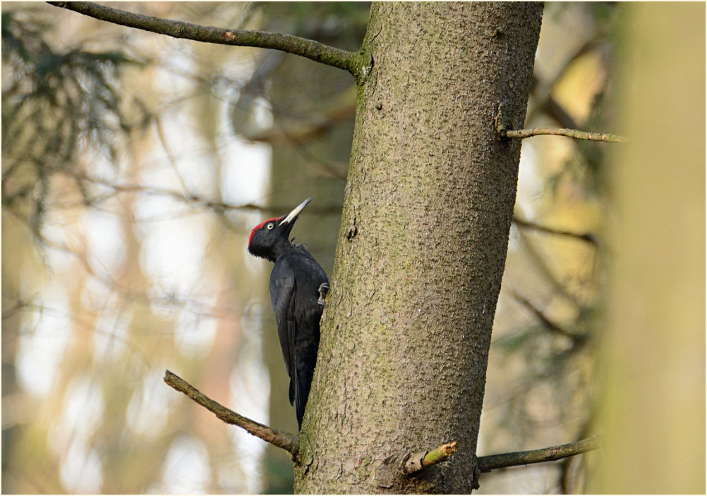 Schwarzspecht