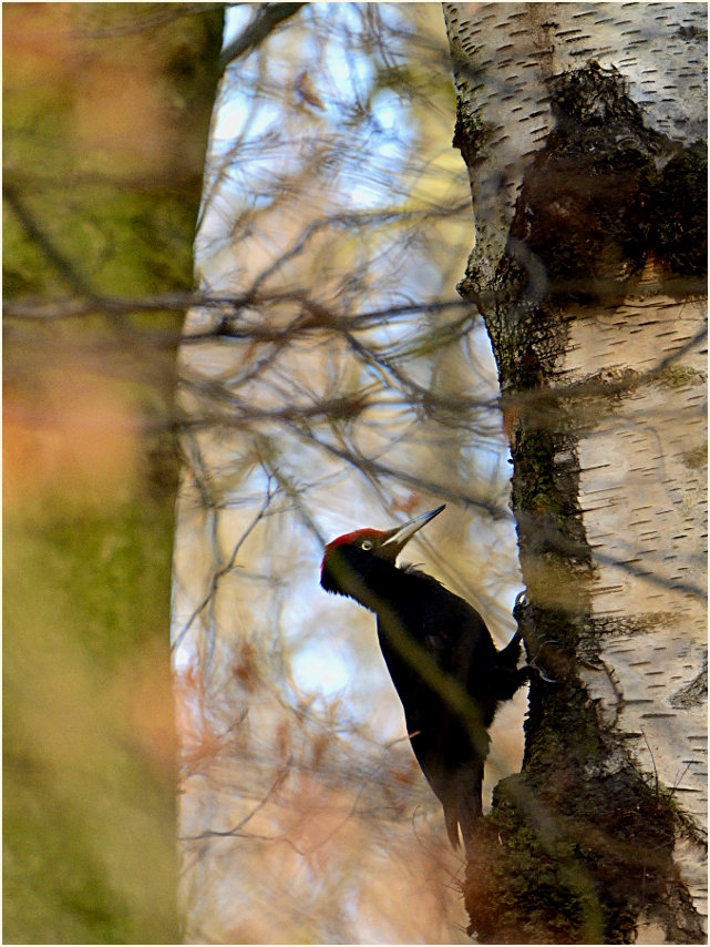 Schwarzspecht