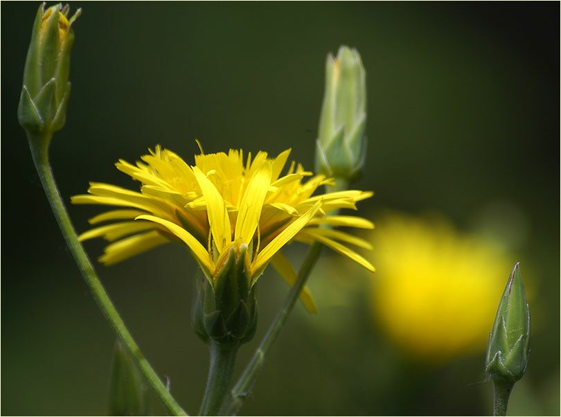 Schwarzwurzelblüte