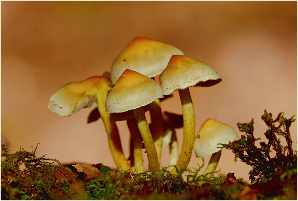 Schwefelkopf (Hypholoma)