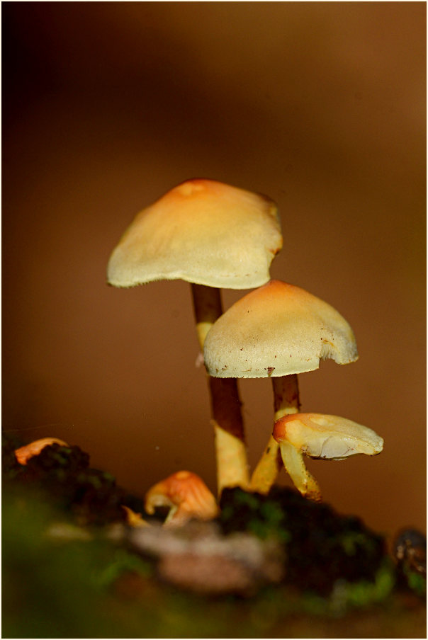 Schwefelkopf (Hypholoma)