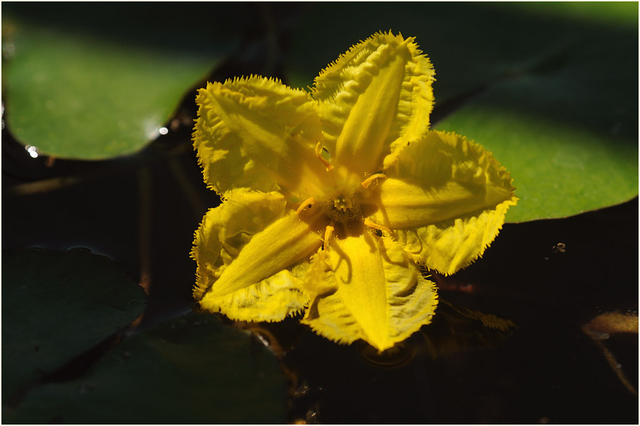 Europäische Seekanne (Nymphoides peltata) 