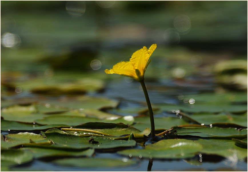 Europäische Seekanne (Nymphoides peltata) 