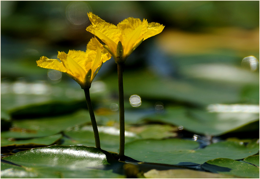 Europäische Seekanne (Nymphoides peltata) 