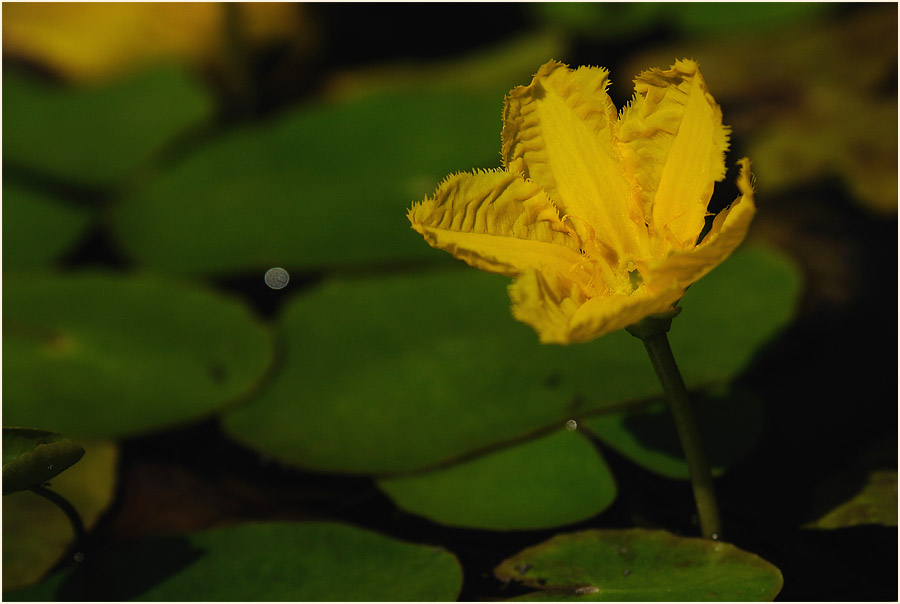 Europäische Seekanne (Nymphoides peltata) 