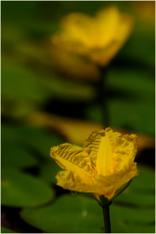 Europäische Seekanne (Nymphoides peltata) 