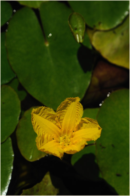 Europäische Seekanne (Nymphoides peltata) 