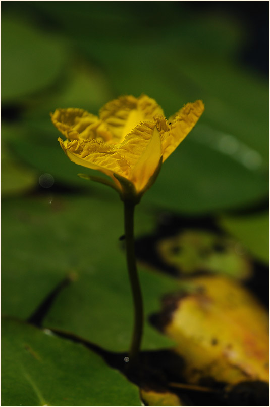 Europäische Seekanne (Nymphoides peltata) 