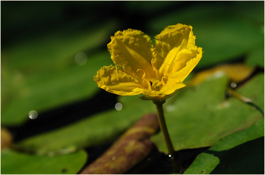 Europäische Seekanne (Nymphoides peltata) 