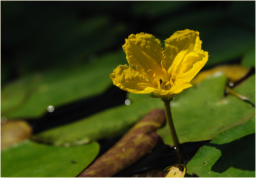 Europäische Seekanne (Nymphoides peltata) 