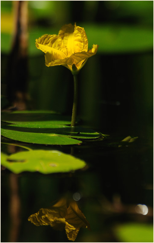 Europäische Seekanne (Nymphoides peltata) 