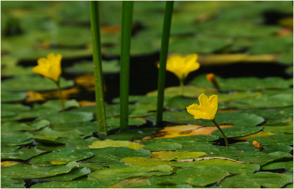 Europäische Seekanne (Nymphoides peltata) 