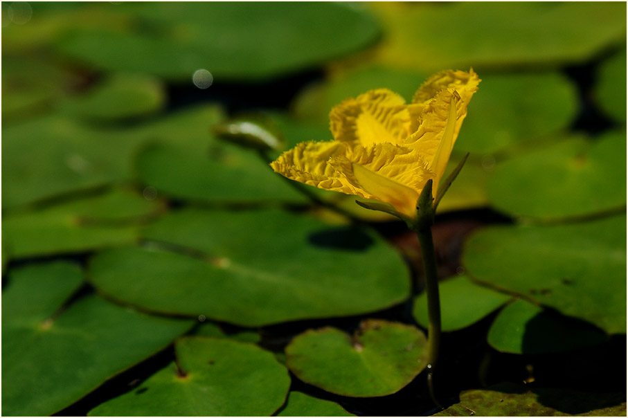 Europäische Seekanne (Nymphoides peltata) 