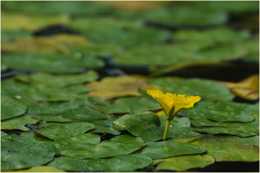 Europäische Seekanne (Nymphoides peltata) 