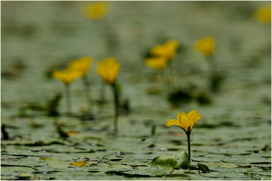 Europäische Seekanne (Nymphoides peltata) 