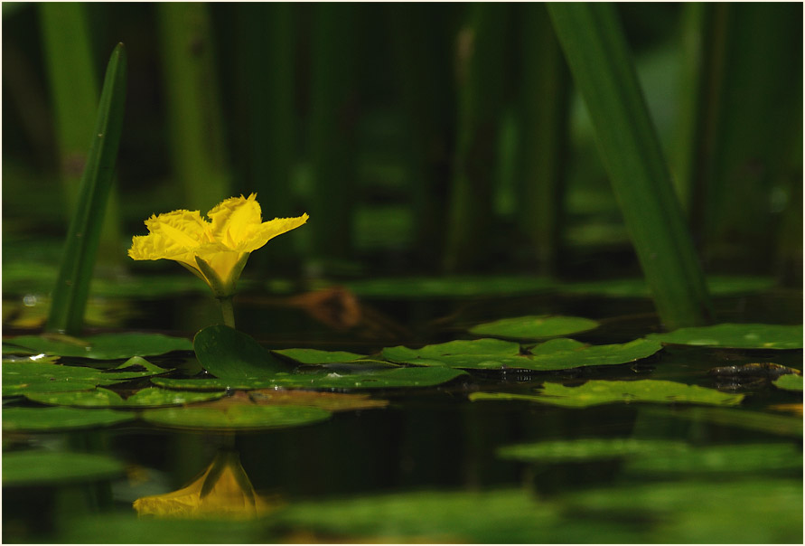 Europäische Seekanne (Nymphoides peltata) 